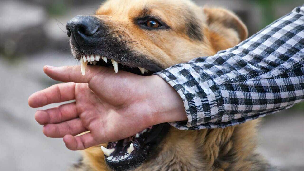 کیهان: سگ‌های دماوند ۹۰۰ نفر را گاز گرفتند و یک میلیارد و ۴۰۰ میلیون تومان ضرر زدند؛ پس لعنت به سلبریتی ها!