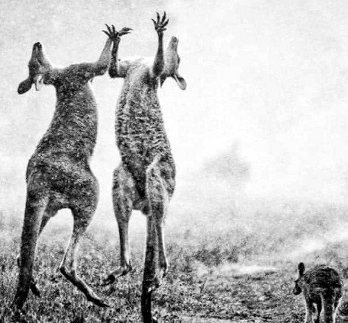 تصویری بی نظیر از شادی کانگورو‌ها برای بارش باران در استرالیا