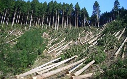 چوب حراج به جنگل های هیرکانی: بعد از چوب حالا نوبت خاک است؟!