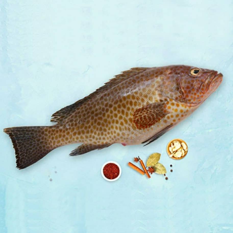 ماهی هامور چیست دارای چه ارزش غذایی می باشد؟