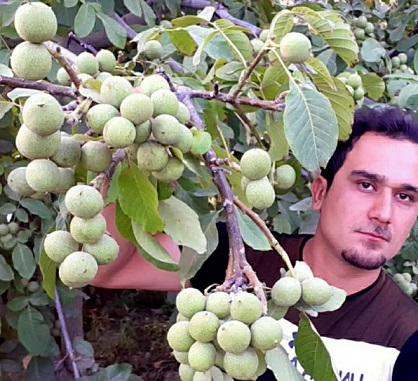 معرفی 5 نهال گردوی برتر در کرمانشاه به توصیه باغداران حرفه ای
