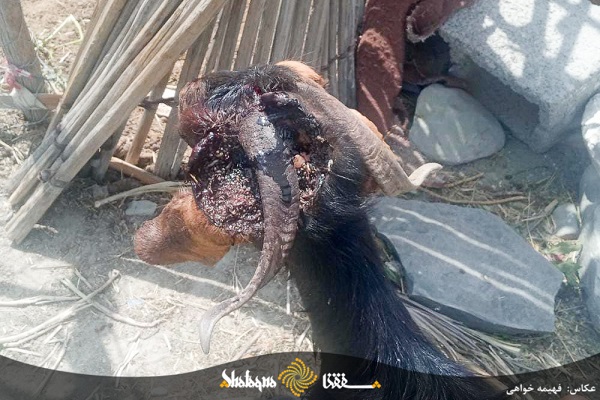 گزارش تصویری: سایه سیاه مرگ بر حیات وحش و دام های مردم محروم بشاگرد