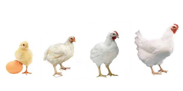 صفر تا صد پرورش مرغ گوشتی