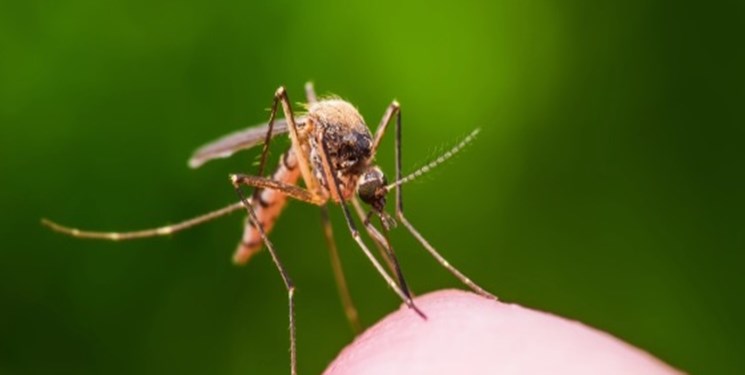 پشه‌ها چگونه انتخاب می‌کنند که چه کسی را نیش بزنند؟