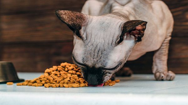 غذای خشک یا خانگی؟ کدام برای سگ‌ها بهتر است؟