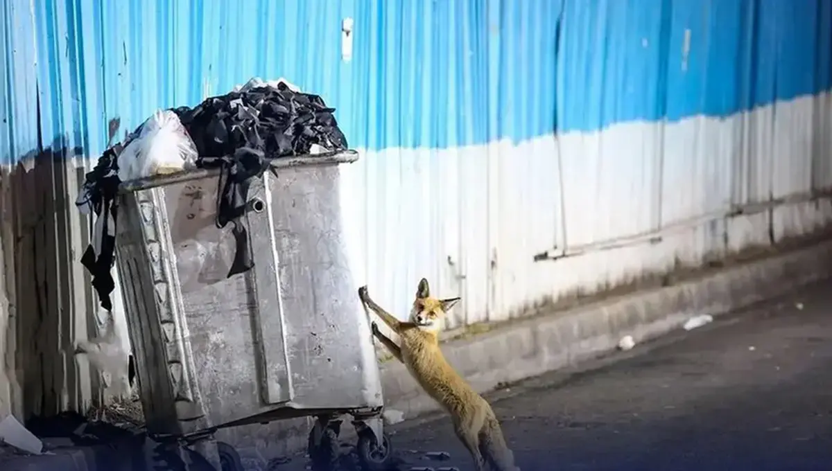 هشدار درباره شیوع ‌انگل‌ خطرناک لیشمانیوز!