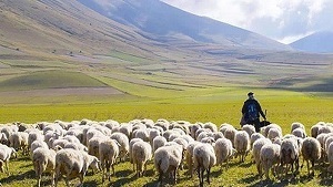 آقای وزیر! نه معلمان، چوپان هستند و نه بچه‌ های ما گوسفند !