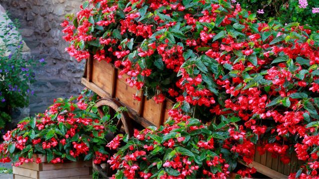 معرفی بهترین بذرهای گل برای فصل بهار و تابستان