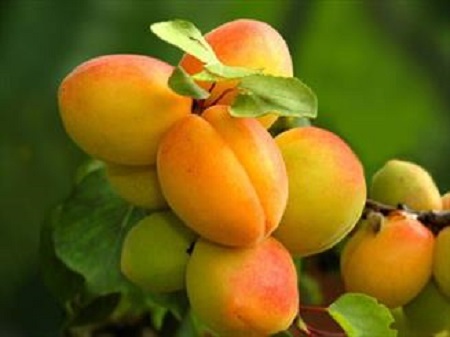 خواص شگفت انگیز هسته زردآلو
