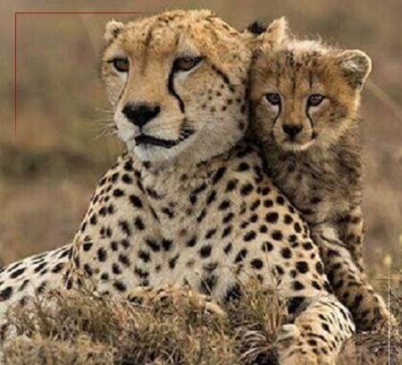 تصویری جدید از تلما ماده‌یوز آسیایی (عکس)