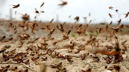 پس از خشکسالی و آلودگی: انتظار برای حمله ملخ های صحرایی به ایران!